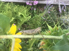 Melanoplus differentialis