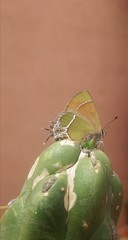 Callophrys xami xami
