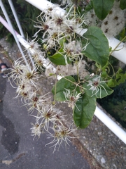 Clematis vitalba