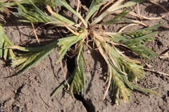 Sclerochloa dura