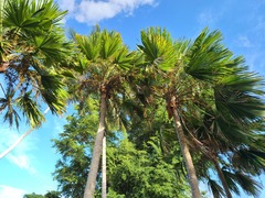 Saribus rotundifolius