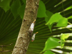 Pyrops watanabei