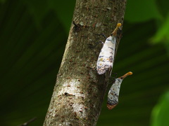 Pyrops watanabei