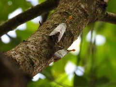 Pyrops watanabei