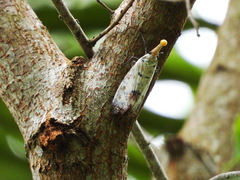 Pyrops watanabei