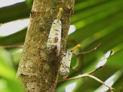 Pyrops watanabei