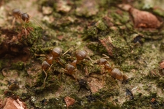 Paraparatrechina sakurae