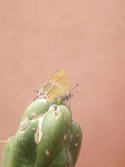 Callophrys xami xami