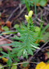Linaria vulgaris
