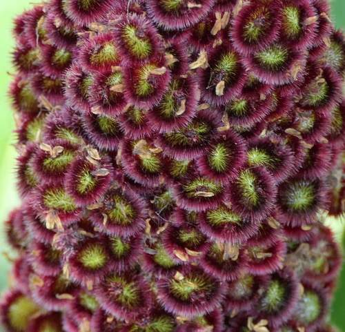 staghorn sumac (Rhus typhina)