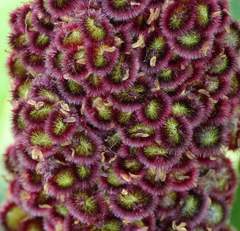Rhus typhina