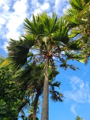 Saribus rotundifolius