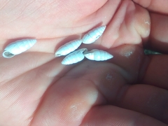 Brephulopsis cylindrica