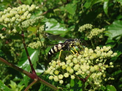 Bicyrtes quadrifasciatus