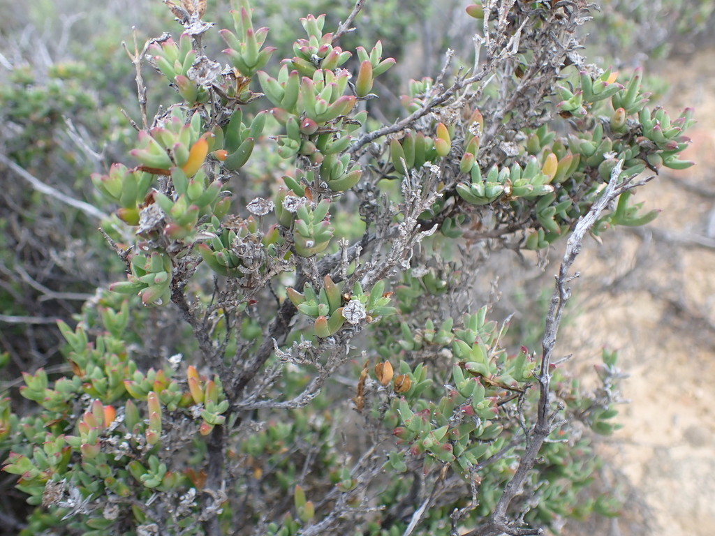 Weedy Dewfig from Uniondale, 6460, South Africa on September 5, 2020 at ...