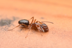 Camponotus vitiosus