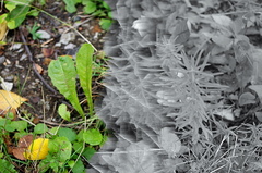 Taraxacum officinale