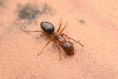 Camponotus vitiosus