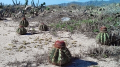 Melocactus curvispinus