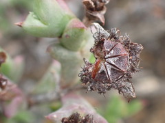 Smicrostigma viride