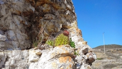 Melocactus curvispinus