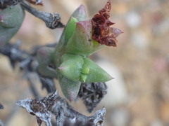 Smicrostigma viride