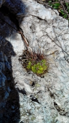 Melocactus curvispinus