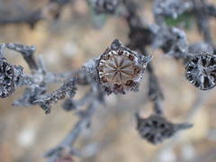Smicrostigma viride