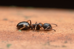 Dolichoderus sibiricus