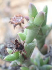 Smicrostigma viride