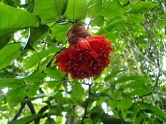 Brownea grandiceps