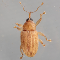 Lignyodes helvolus