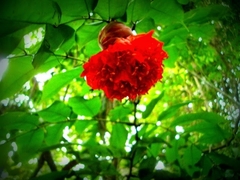 Brownea grandiceps