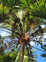 Saribus rotundifolius