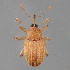 Lignyodes helvolus