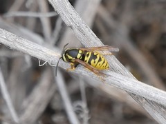 Vespula atropilosa
