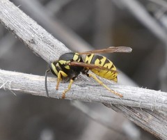 Vespula atropilosa