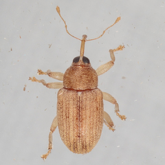 Lignyodes helvolus