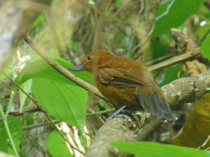 Recurve-billed Bushbirds