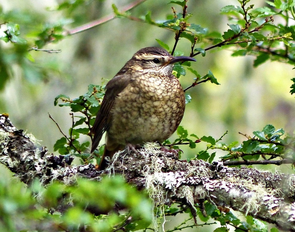 Patagonian Forest Earthcreeper photo