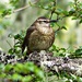 Patagonian Forest Earthcreeper - Photo (c) Carlos Schmidtutz, some rights reserved (CC BY-NC), uploaded by Carlos Schmidtutz