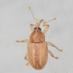 Lignyodes helvolus