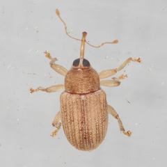 Lignyodes helvolus