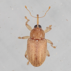 Lignyodes helvolus