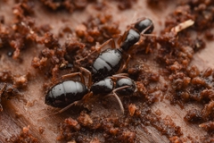 Camponotus itoi