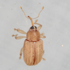 Lignyodes helvolus