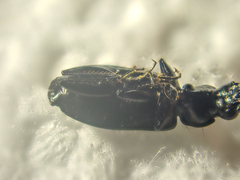 Sericoda bembidioides