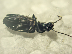 Sericoda bembidioides