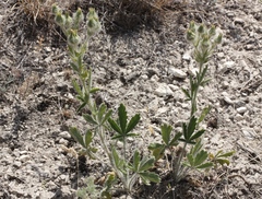 Potentilla astracanica