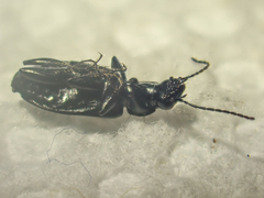 Sericoda bembidioides